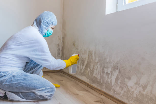 Licensed Mold Remediation service in Bartlett, IL - WQB Mold Removal